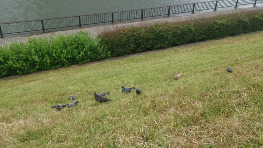 団地内も順番に雑草･･･